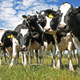 Modifican con ingeniería genética unas vacas para resistir la tuberculosis sin antibióticos<em></em>